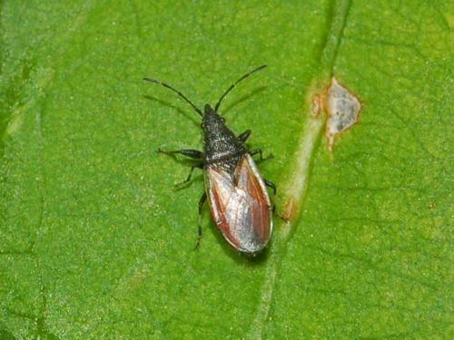 recognize bug Lime seed bug