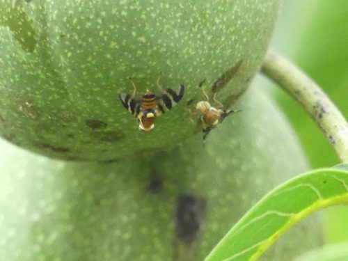 recognize walnut husk fly