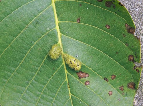 recognize damage by walnut blister mite