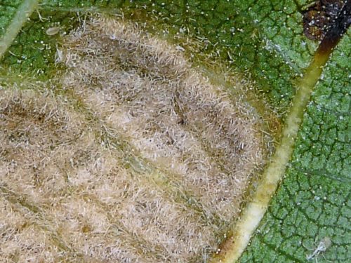 recognize damage by walnut blister mite