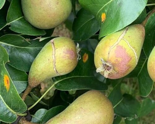 herkennen oorzaak schade peren