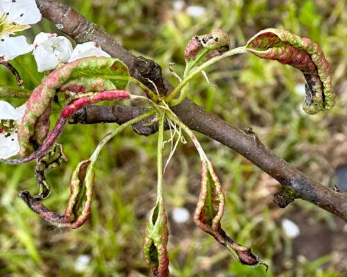 recognize damage by Pear Leafcurling Midge to leaves of pear tree
