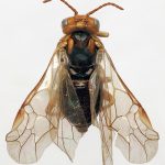 recognize pear sawfly
