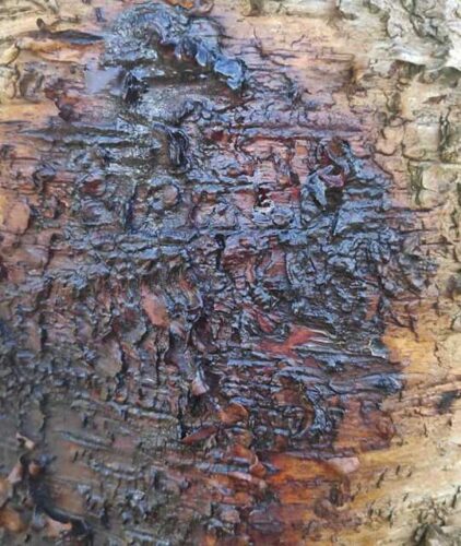 recognize Phytophthora on birch