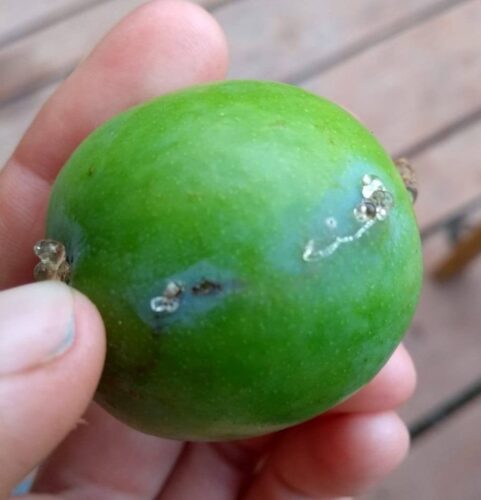 recognize damage by plum fruit moth