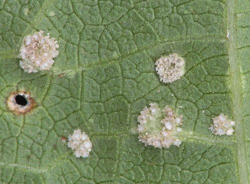 recognize bean rust on beans