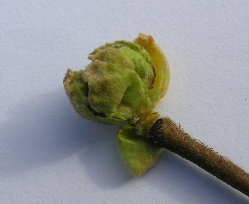 recognize damage by Big bud mite: swollen buds