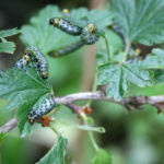 recognize caterpillars on gooseberries and currants
