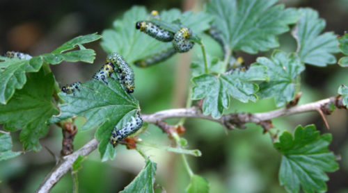 recognize caterpillars on gooseberries and currants