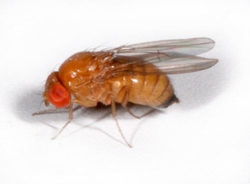 recognize Spotted wing drosophila (SWD)