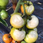 herkennen zonschade aan tomaten