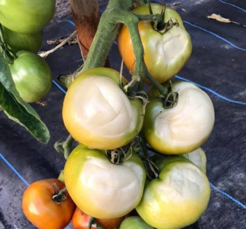 herkennen zonschade aan tomaten