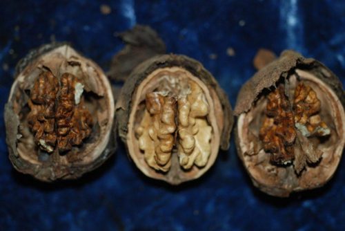 herkennen schimmels op walnoten