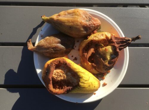 wasp trap with rotting fruit