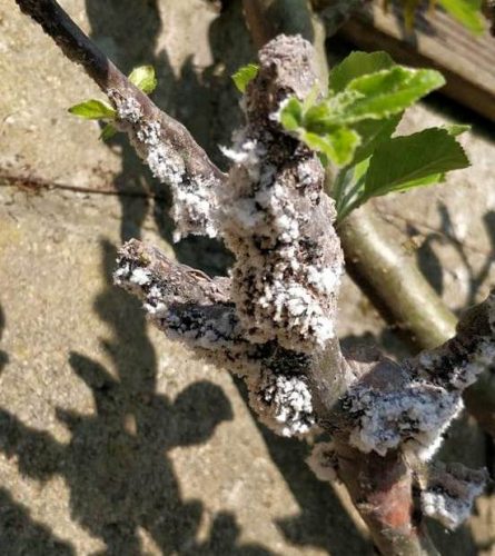 recognize fungus caused by the woolly aplle aphid
