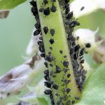 recognize Black bean aphid