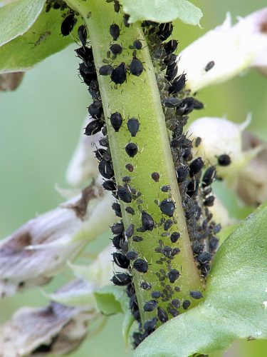 recognize Black bean aphid